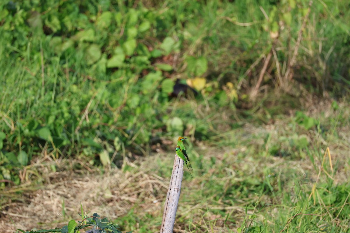 Indochinese Roller - ML645880828