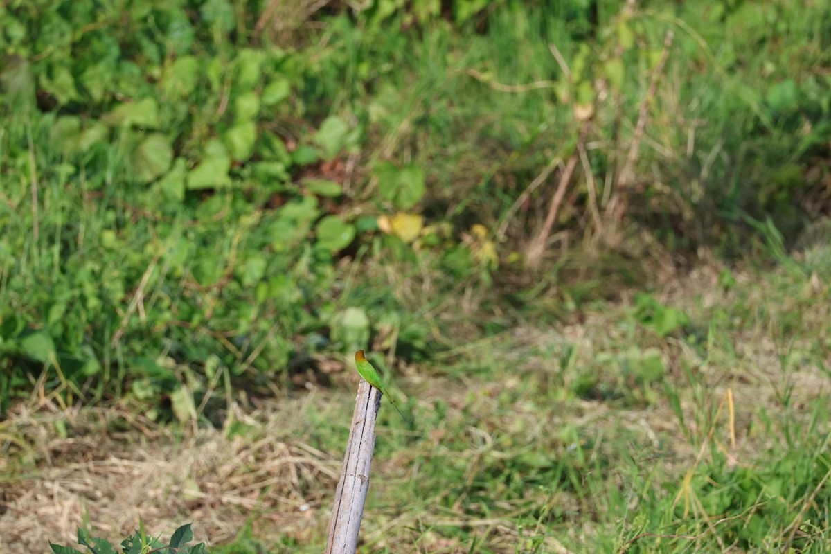 Indochinese Roller - ML645880829