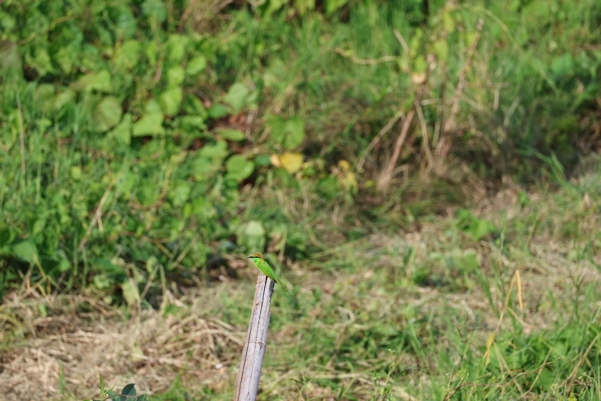 Indochinese Roller - ML645880830