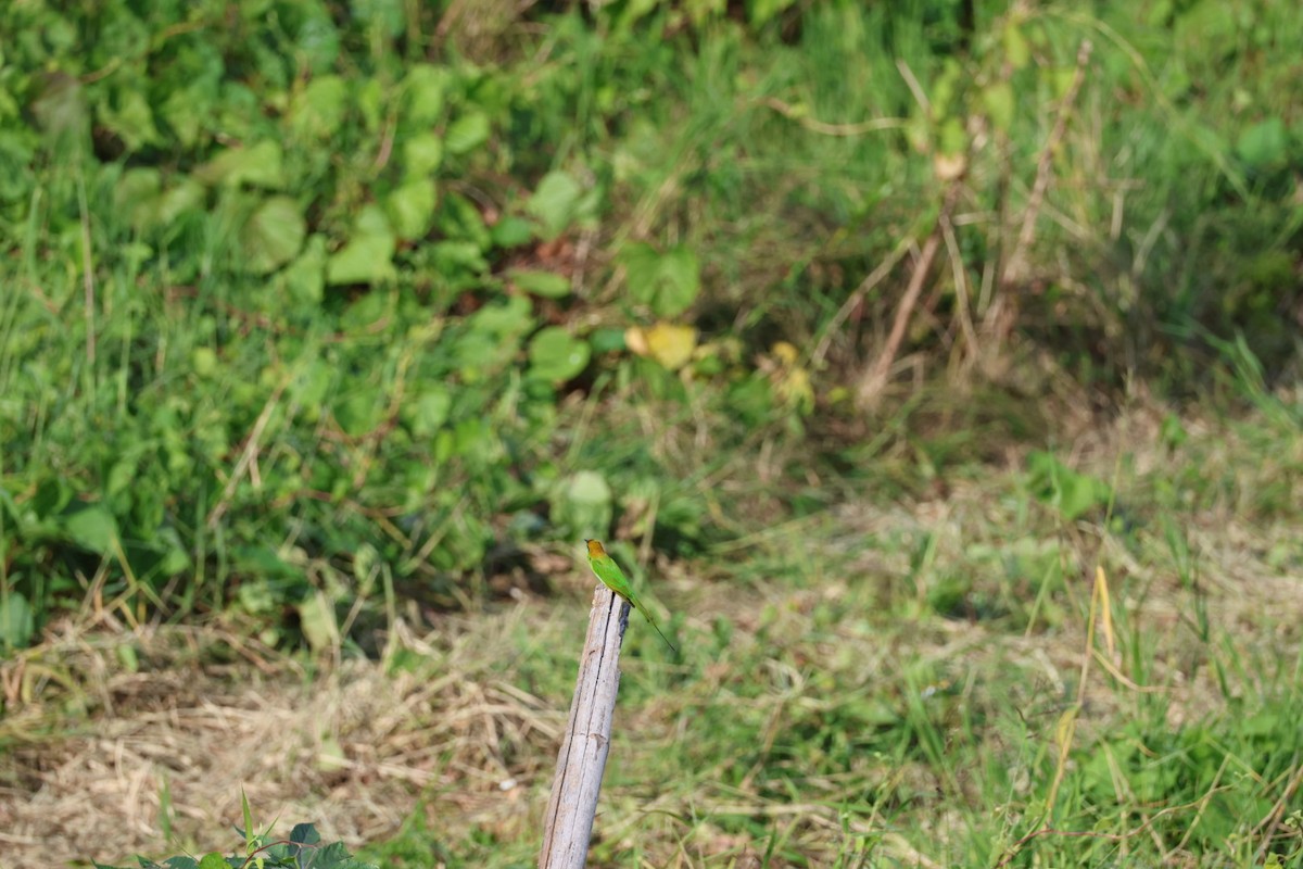 Indochinese Roller - ML645880831