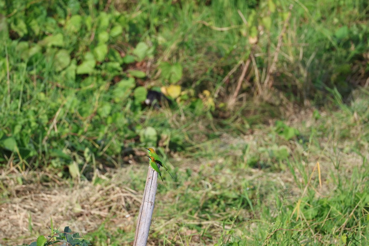 Indochinese Roller - ML645880832