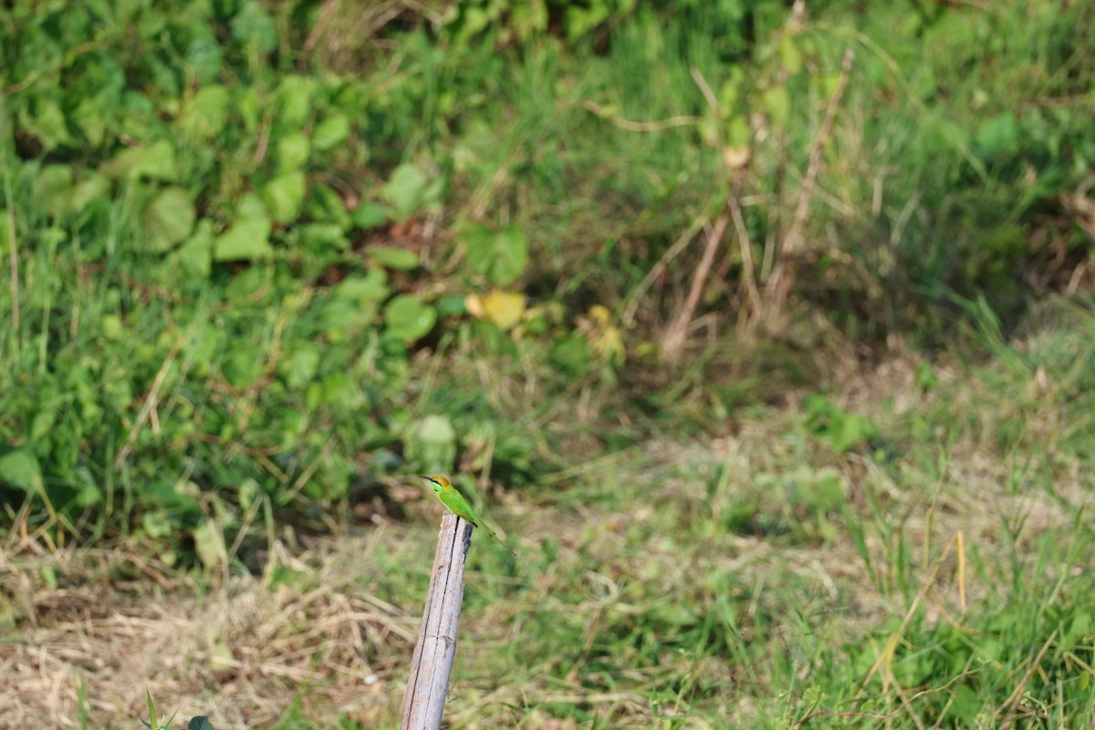 Indochinese Roller - ML645880833