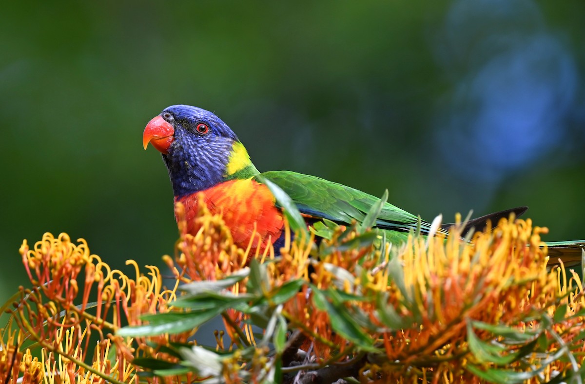 Rainbow Lorikeet - ML645880835