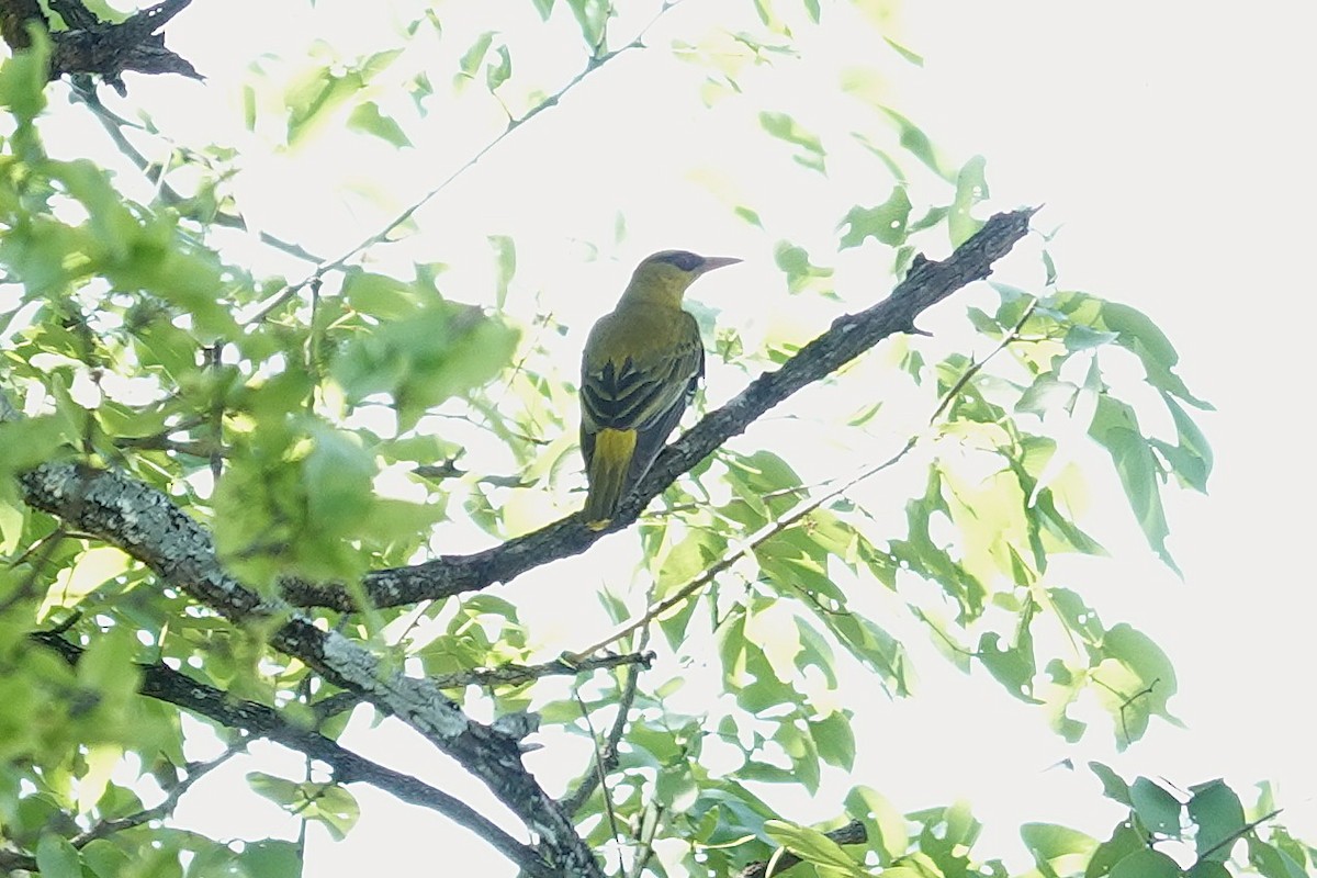 Вивільга золота - ML645880842