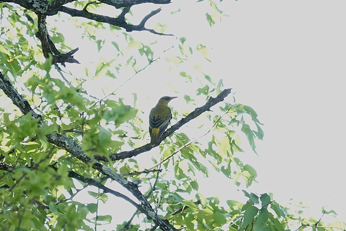 Вивільга золота - ML645880843