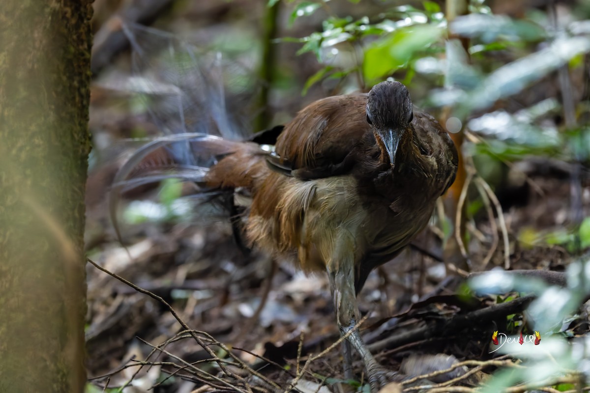 Albert's Lyrebird - ML645880852