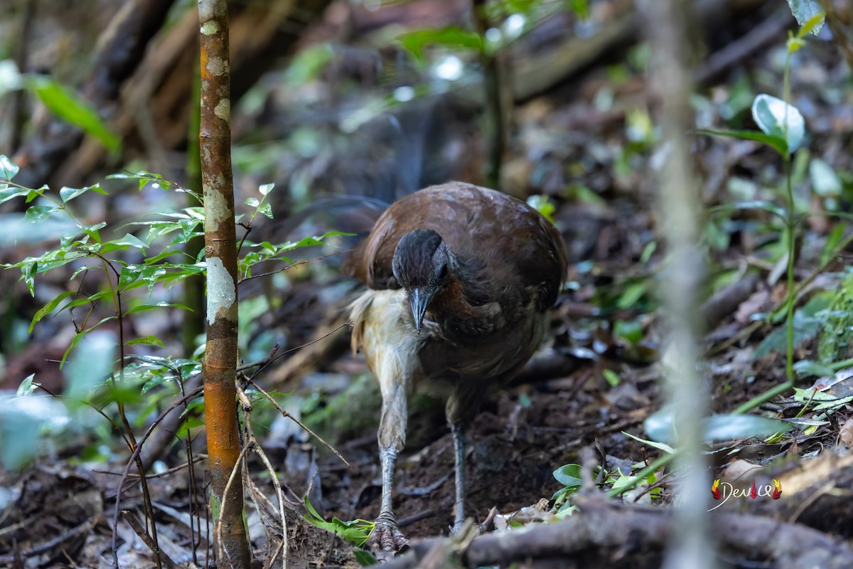 Albert's Lyrebird - ML645880853
