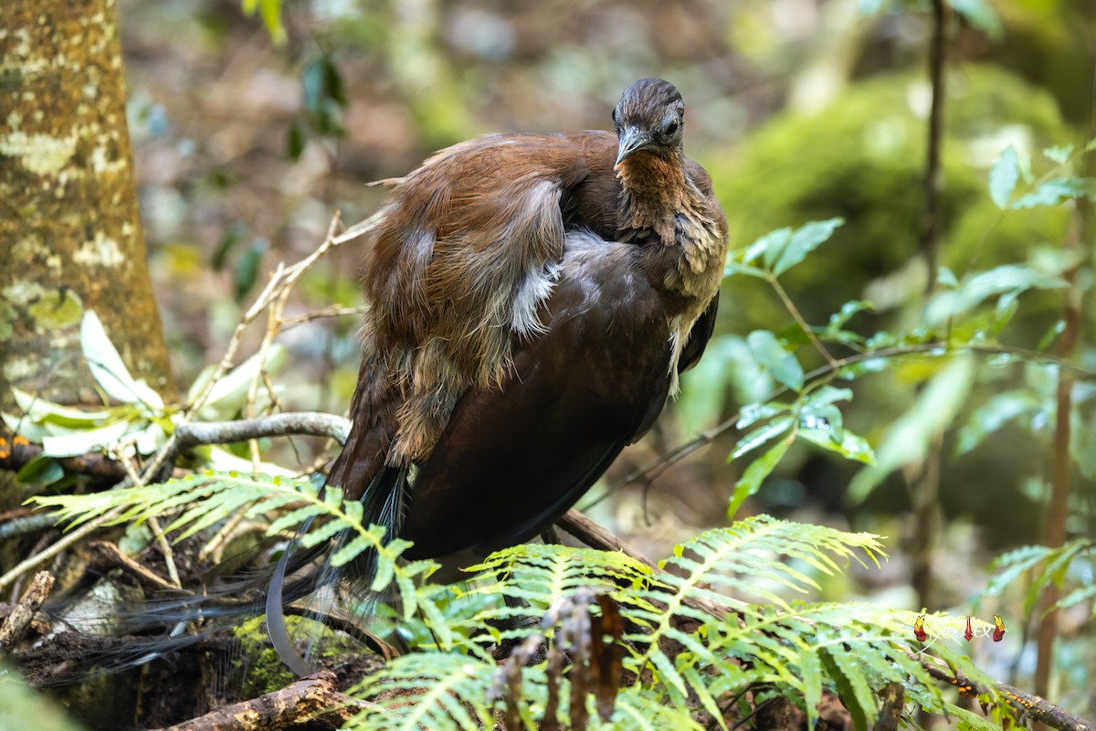Albert's Lyrebird - ML645880854