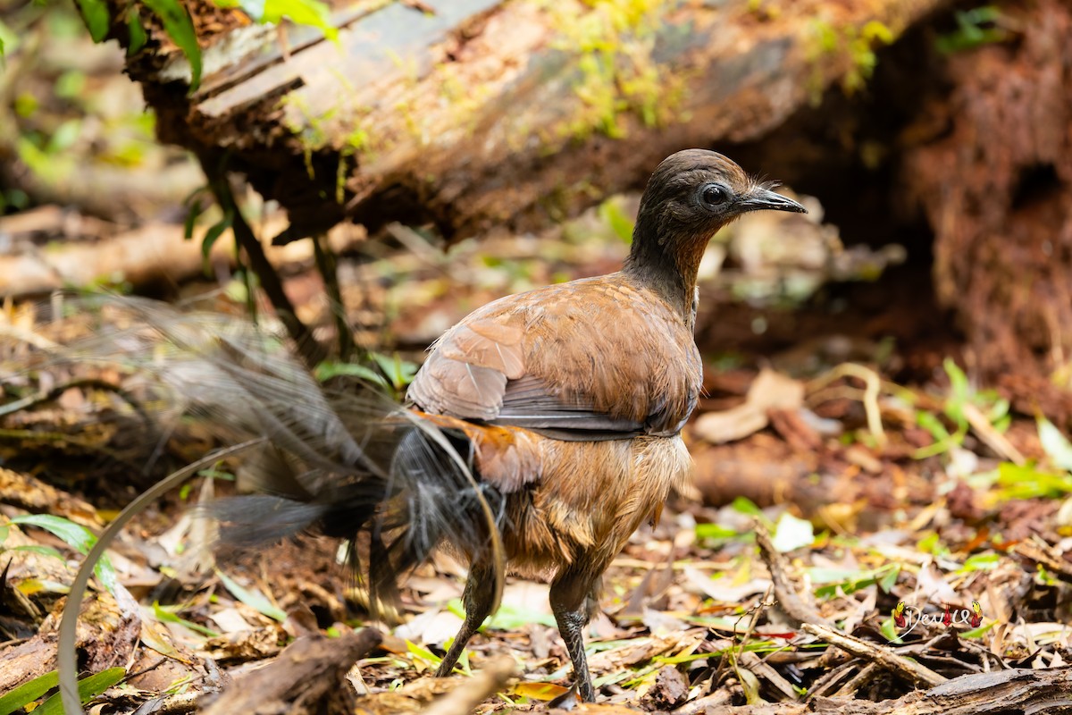 Albert's Lyrebird - ML645880855