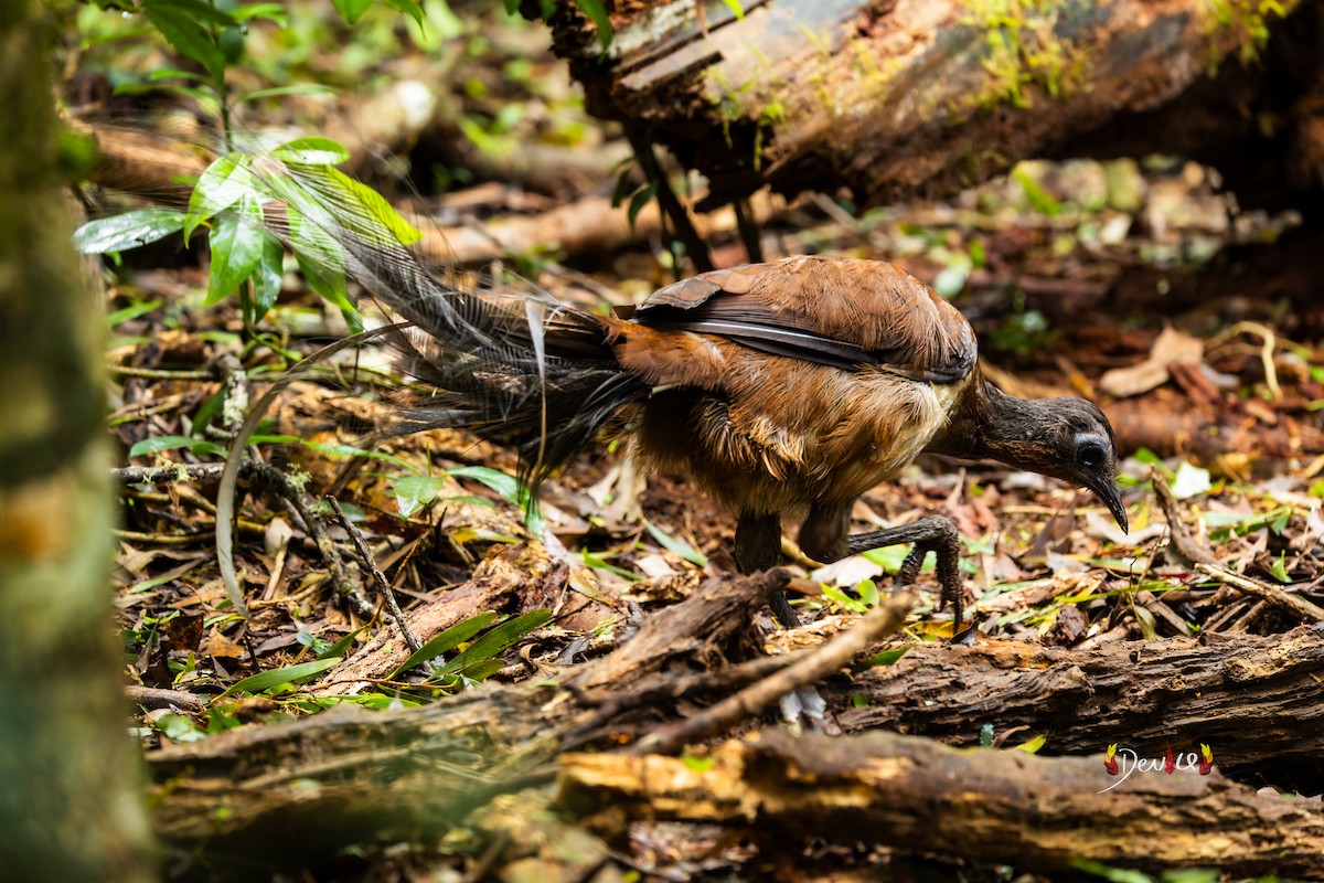 Albert's Lyrebird - ML645880856