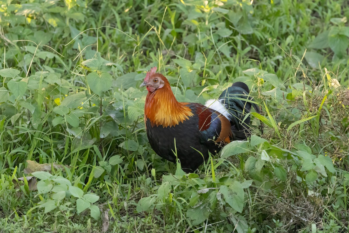 Red Junglefowl - Kalpesh Krishna