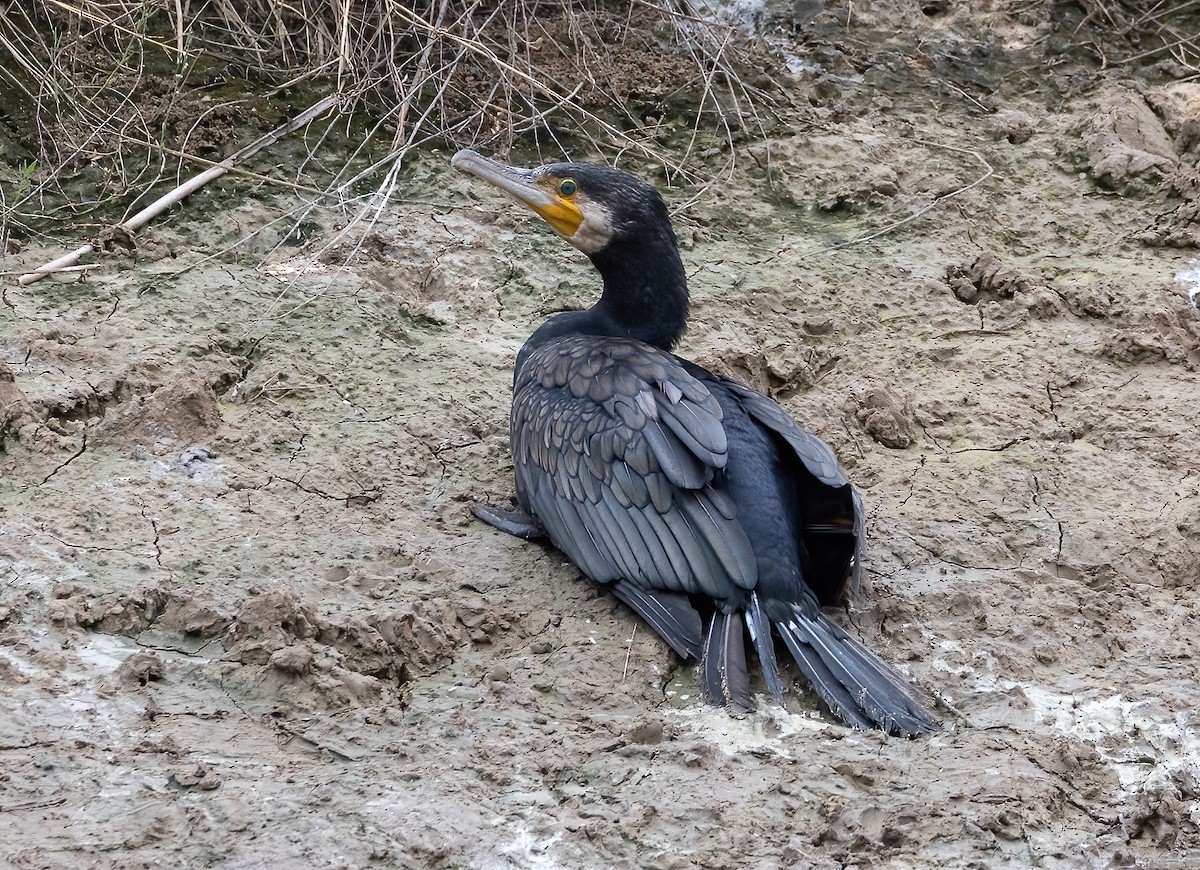 Great Cormorant - ML645880862