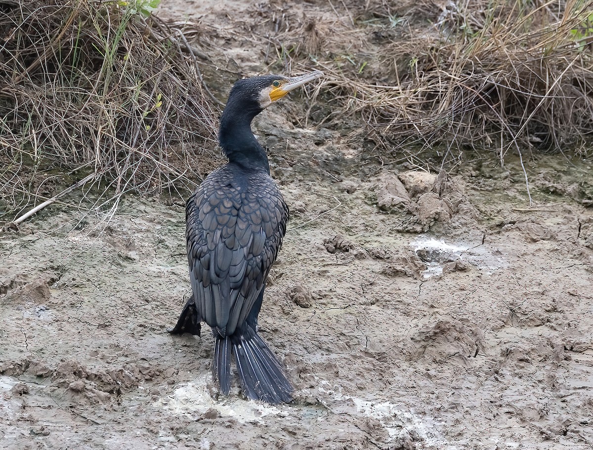 Great Cormorant - ML645880863