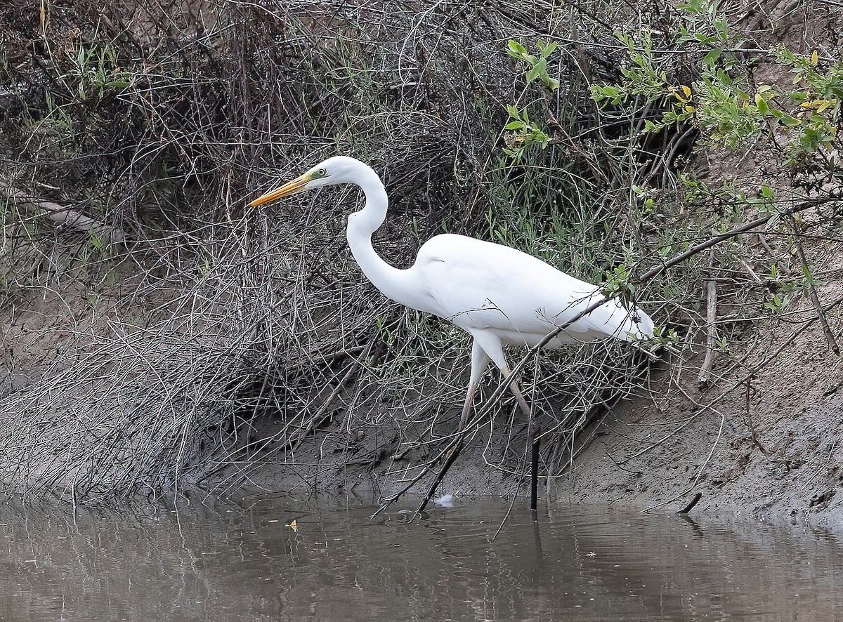 Great Egret - ML645880866