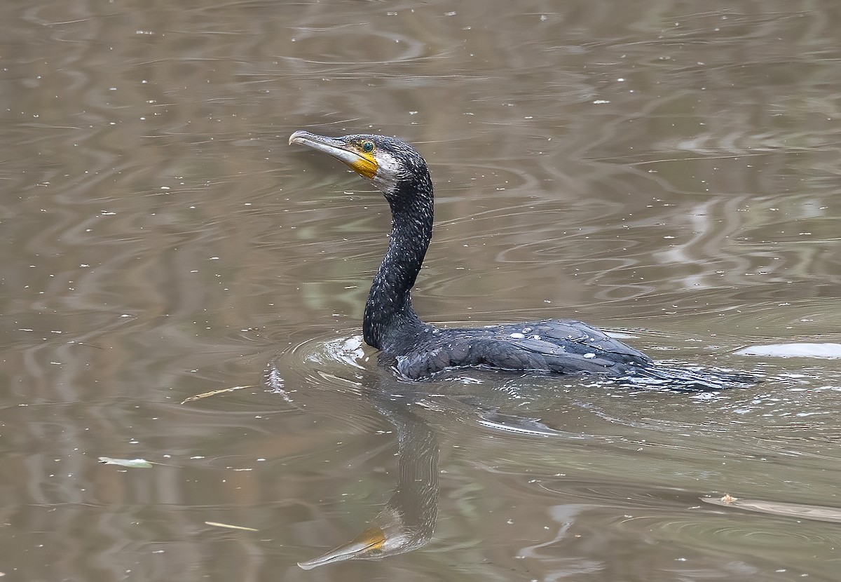 Great Cormorant - ML645880867