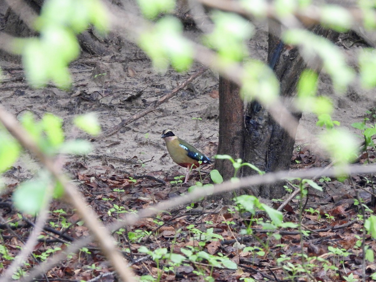 African Pitta - ML645880868