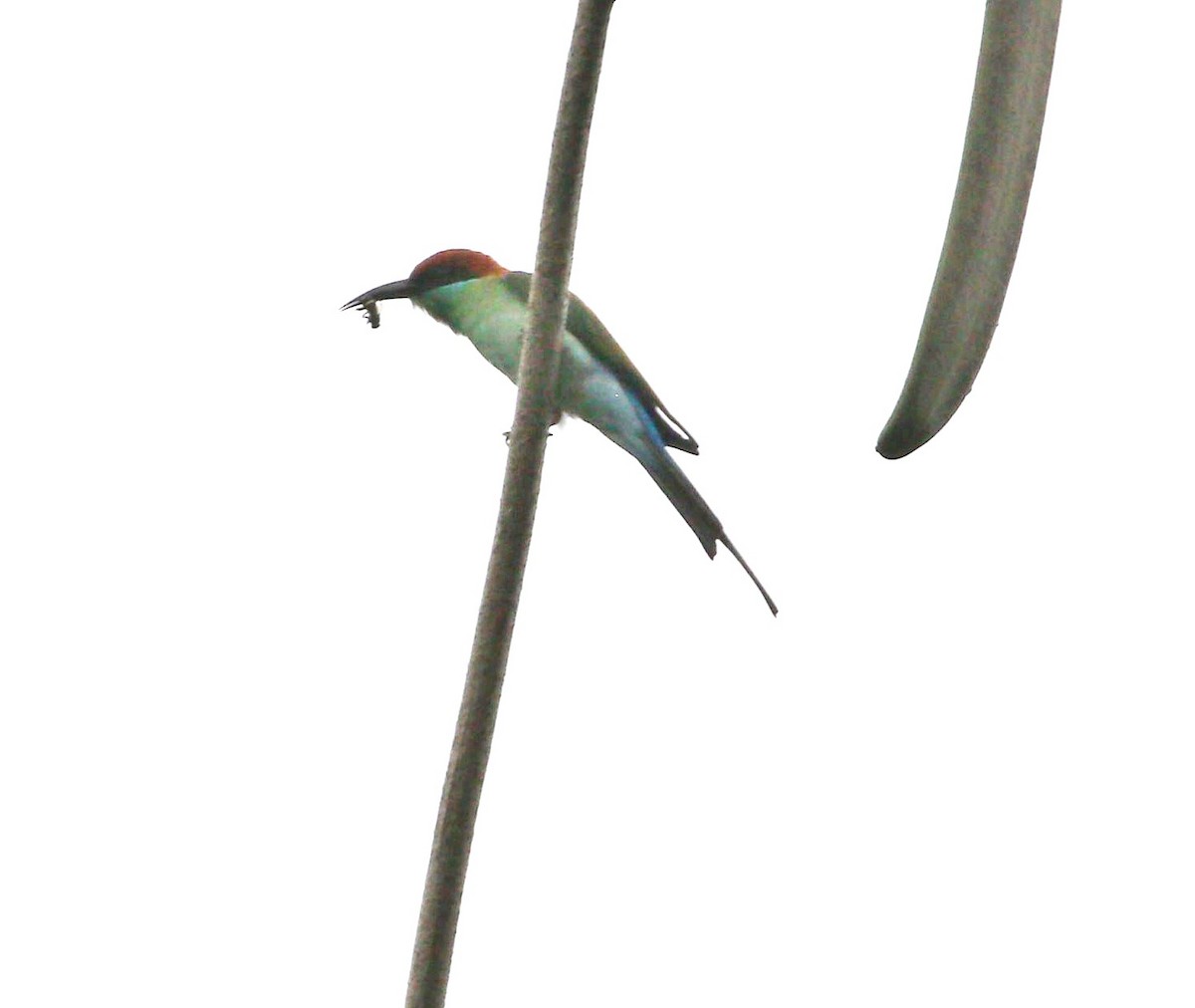 Rufous-crowned Bee-eater - ML645880874