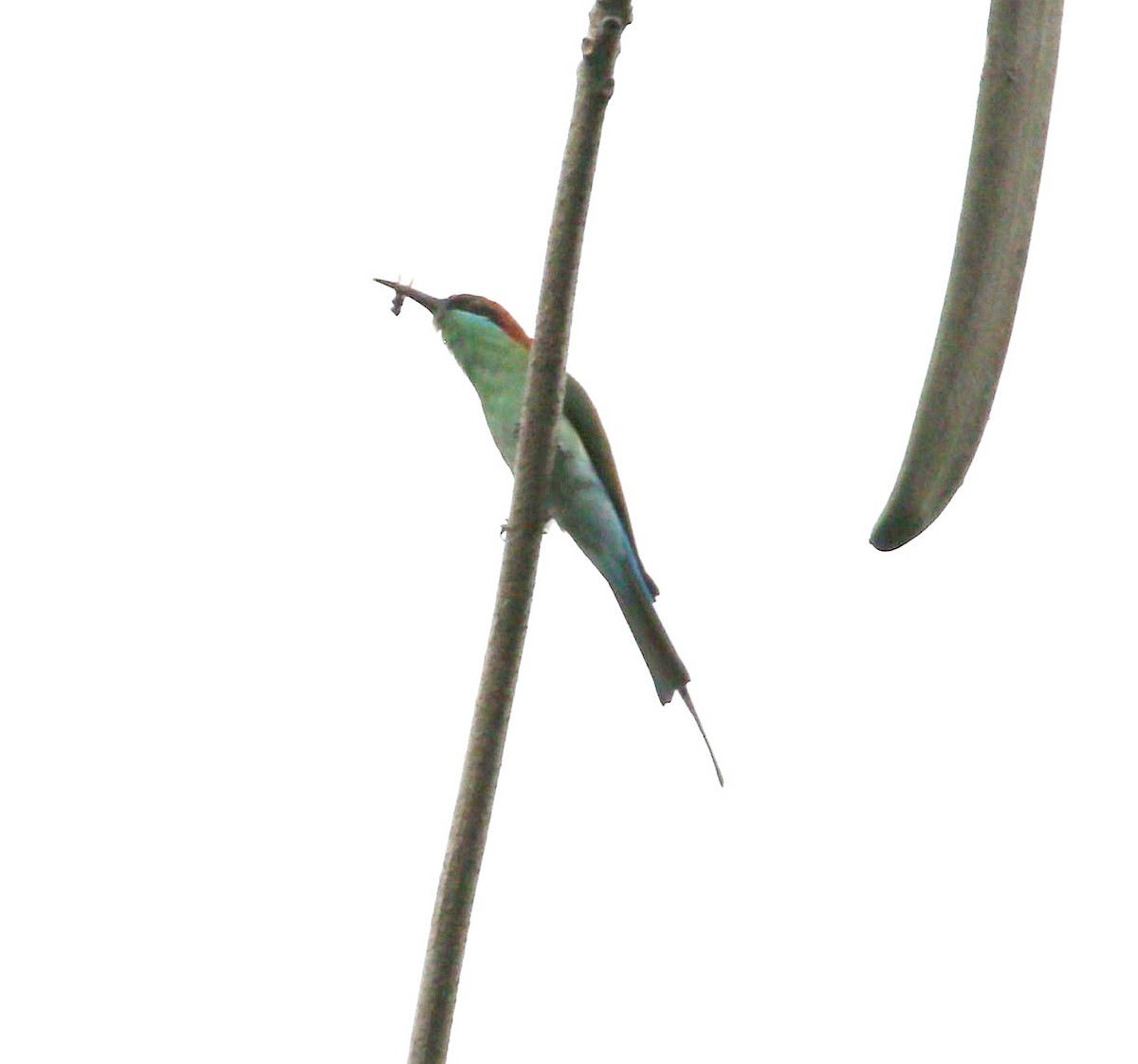 Rufous-crowned Bee-eater - ML645880875