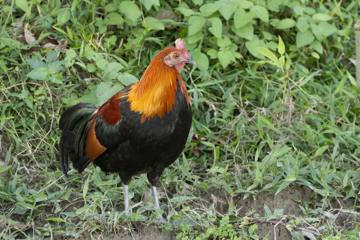Red Junglefowl - ML645880879
