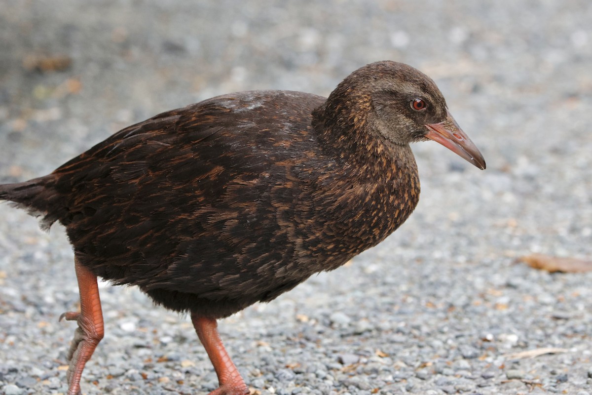 Weka - ML645880881