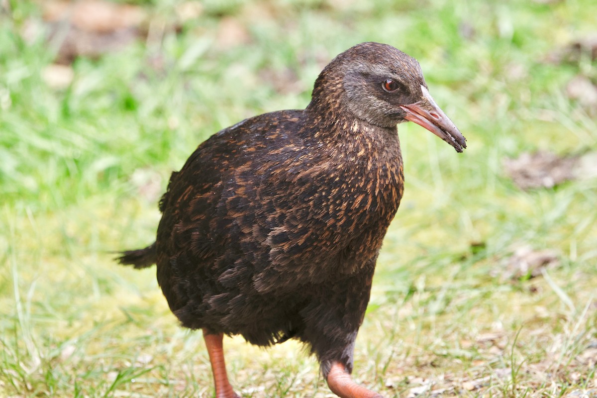 Weka - ML645880882