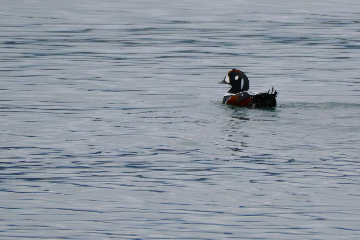 Harlequin Duck - ML645880885