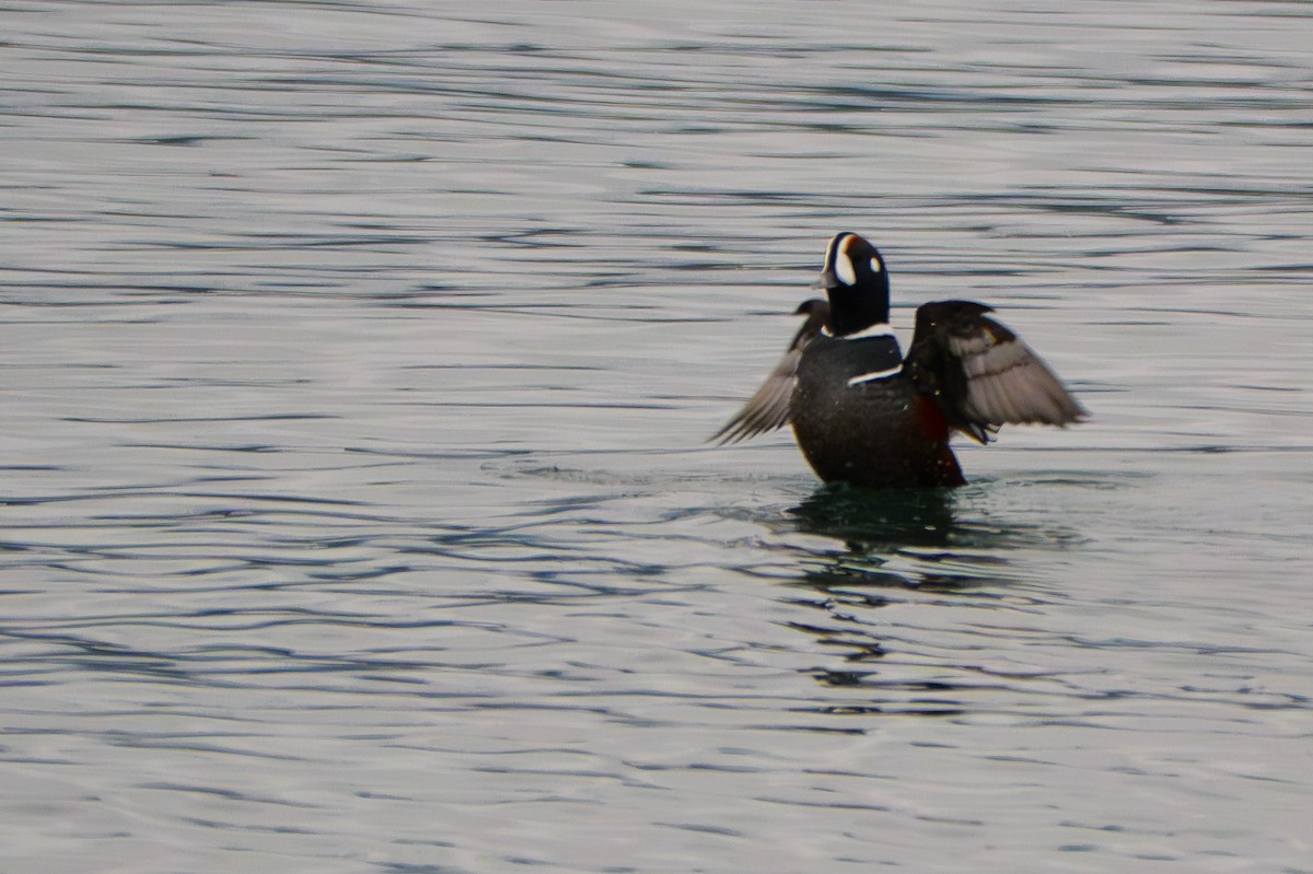 Harlequin Duck - ML645880886