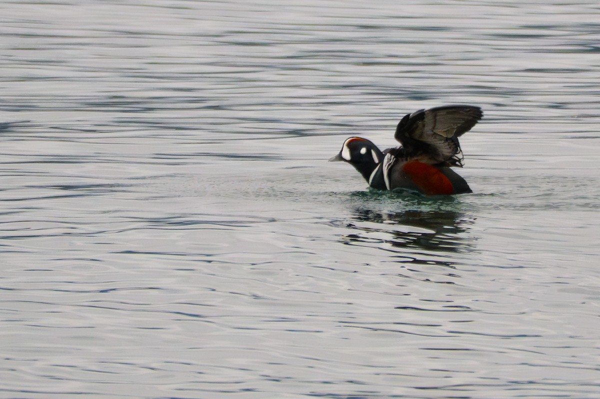 Harlequin Duck - ML645880887