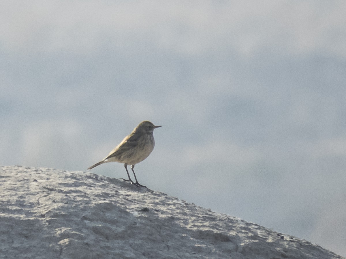 Meadow Pipit - ML645880891
