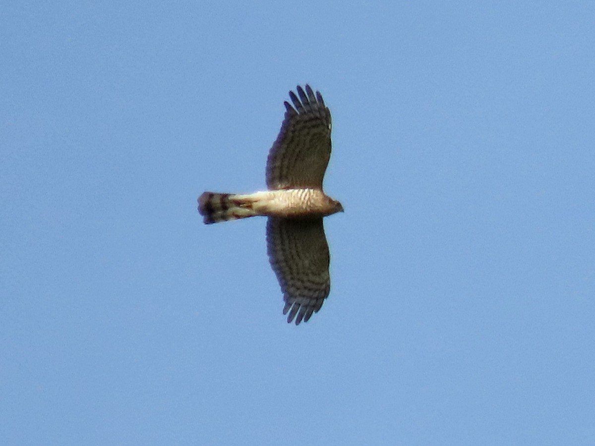 Eurasian Sparrowhawk - ML645880893