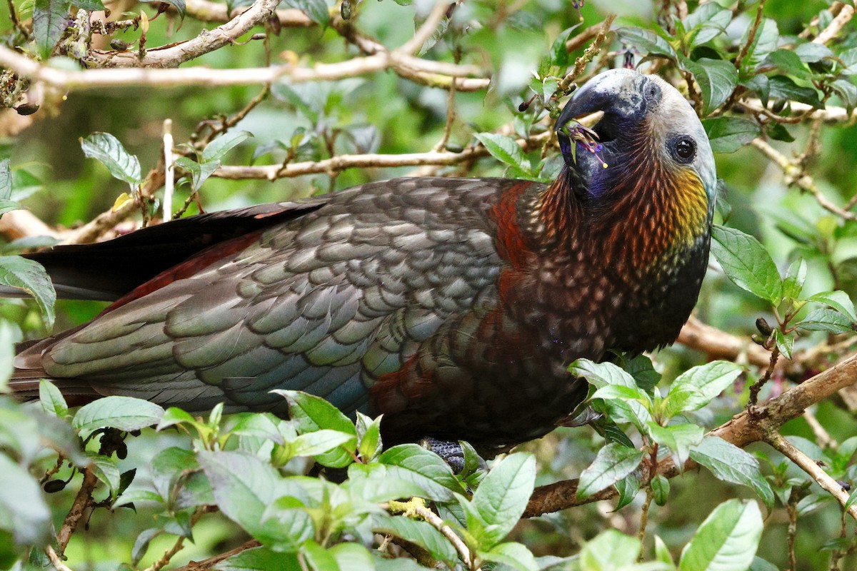 New Zealand Kaka - ML645880894