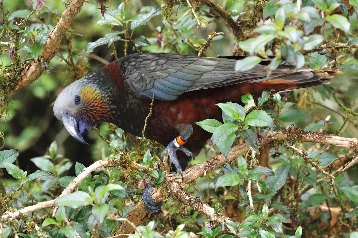 New Zealand Kaka - ML645880895