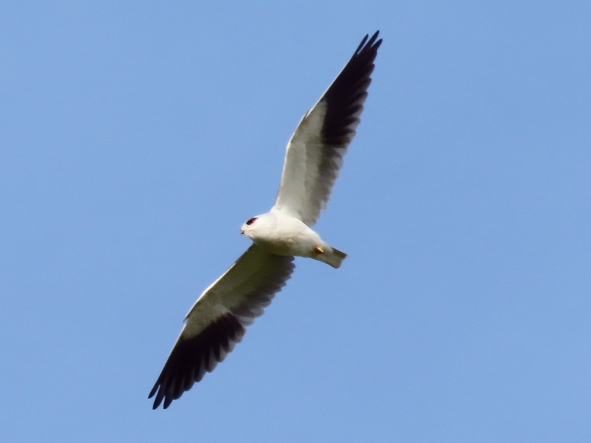 Black-winged Kite - ML645880896