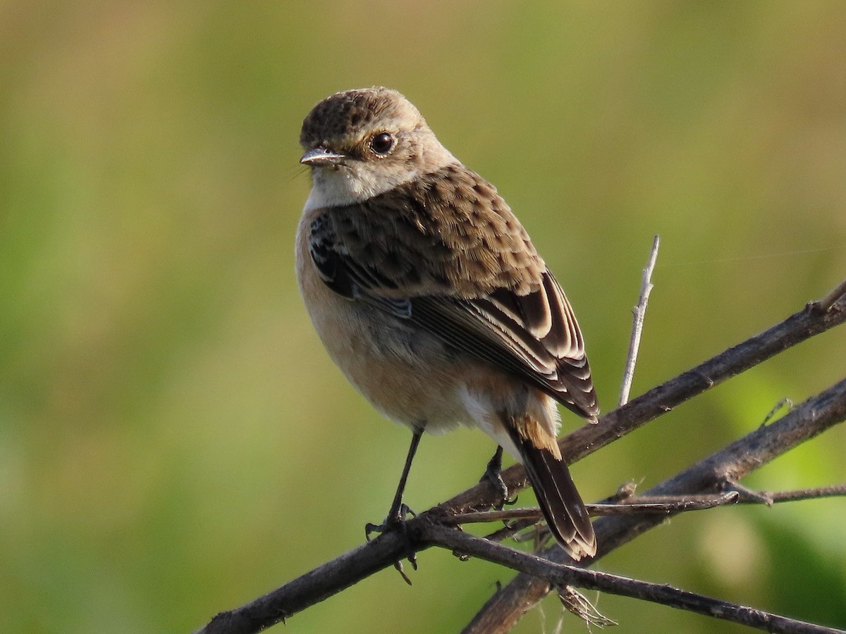 Amur Stonechat - ML645880897