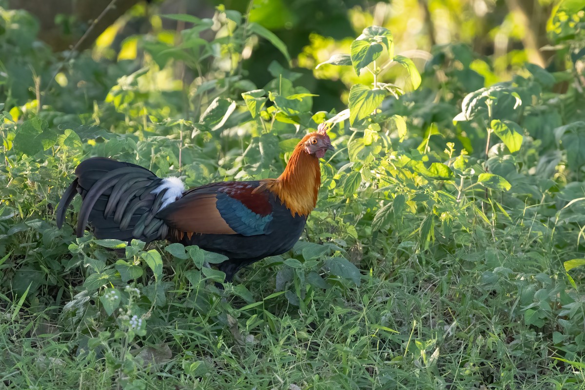 Red Junglefowl - ML645880898