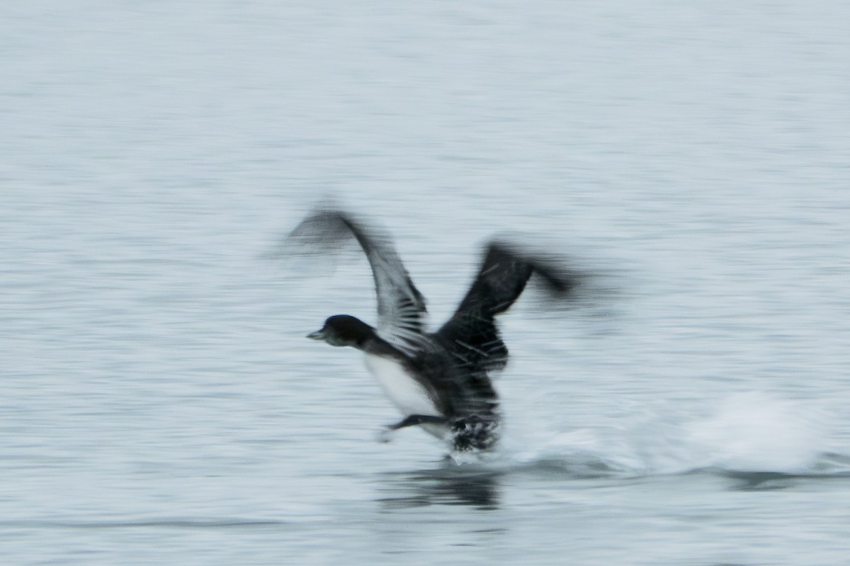 Common Loon - ML645880899