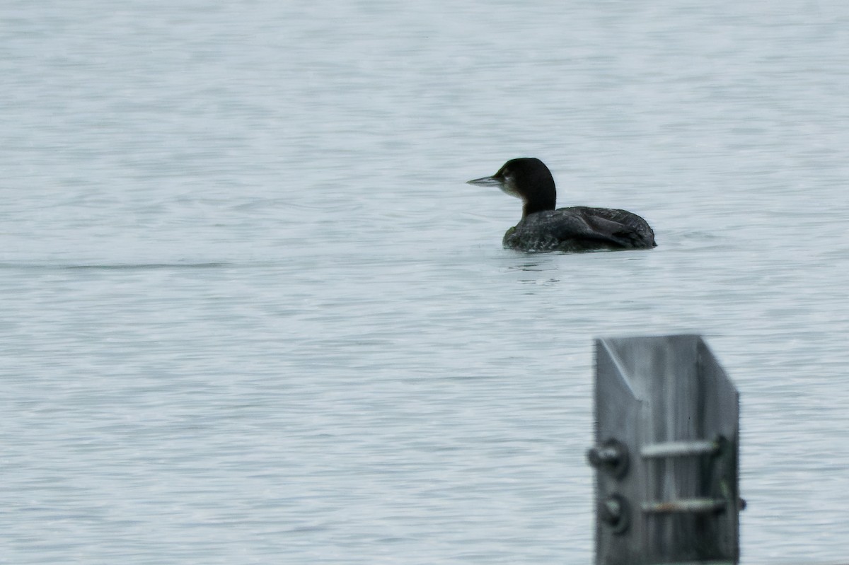 Common Loon - ML645880900