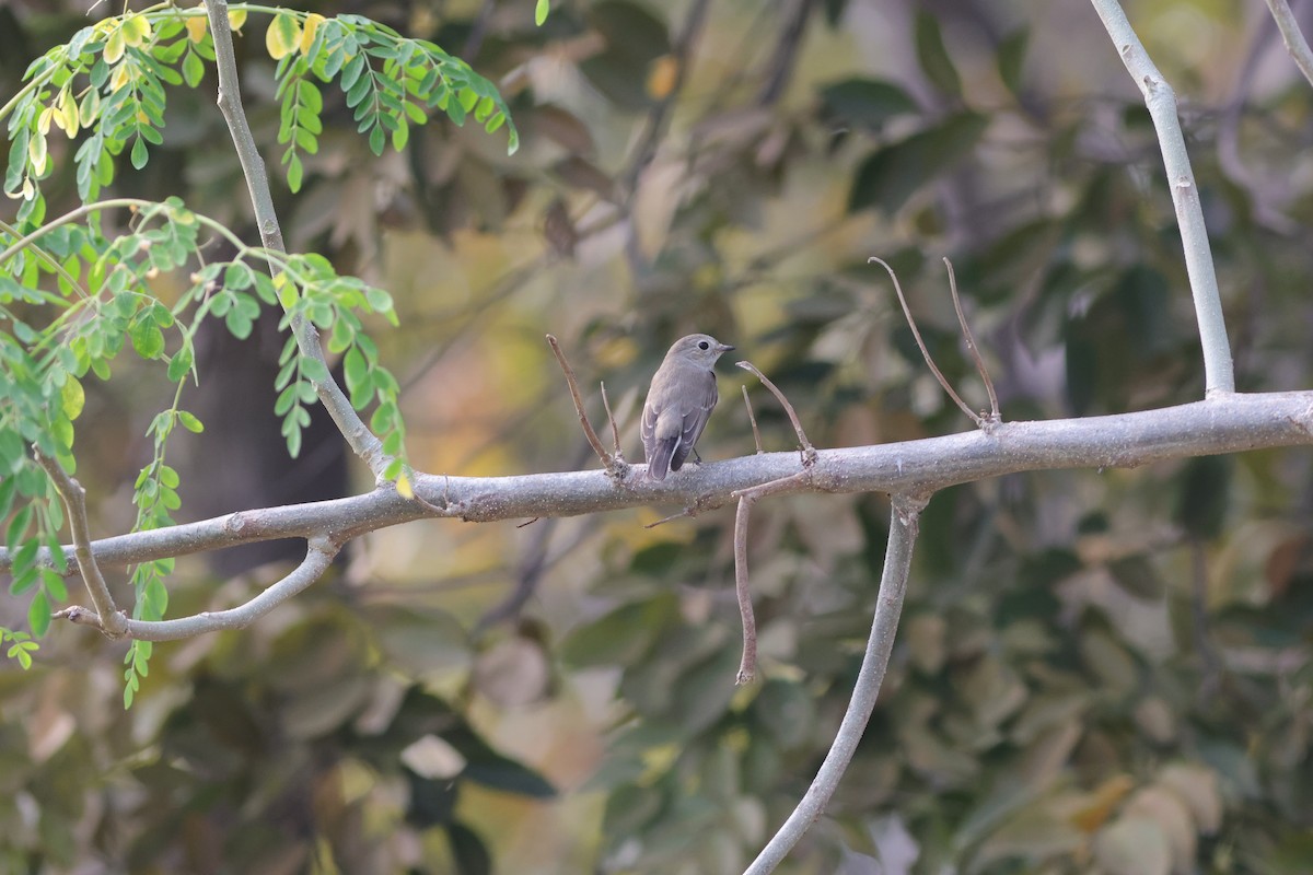 Asian Brown Flycatcher - ML645880901