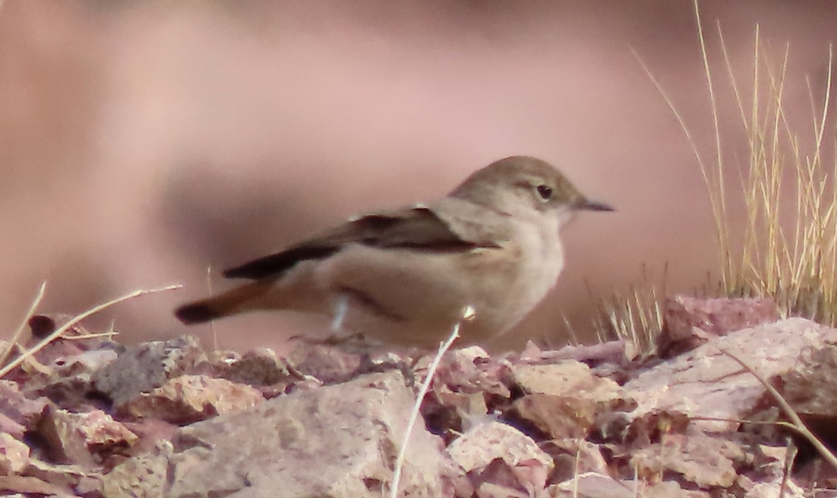 Rufous-banded Miner - ML645880902