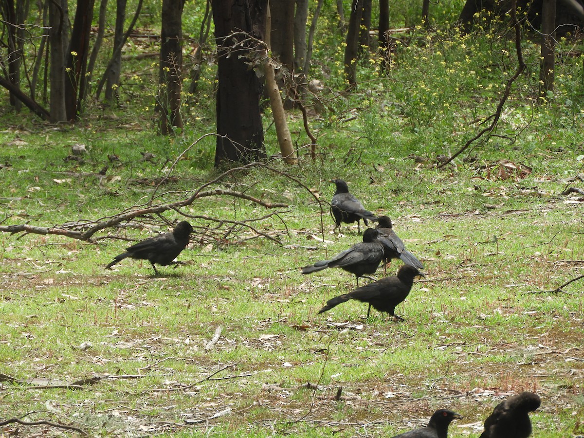 White-winged Chough - ML645880903