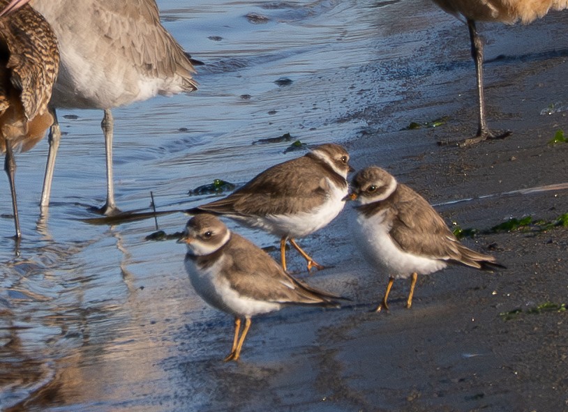 Semipalmated Plover - ML645880904
