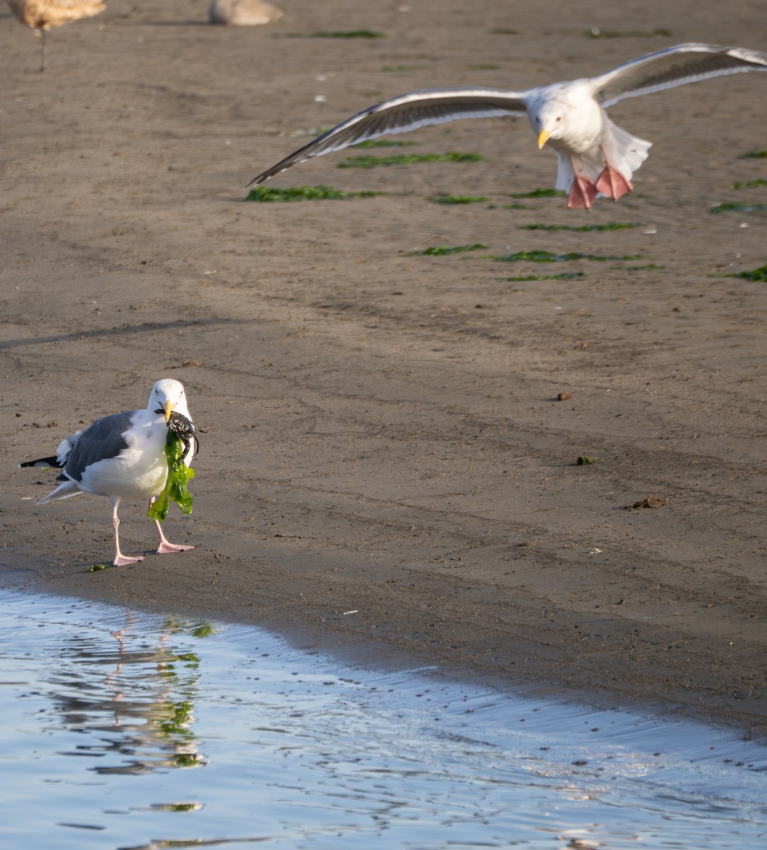 Western Gull - ML645880907
