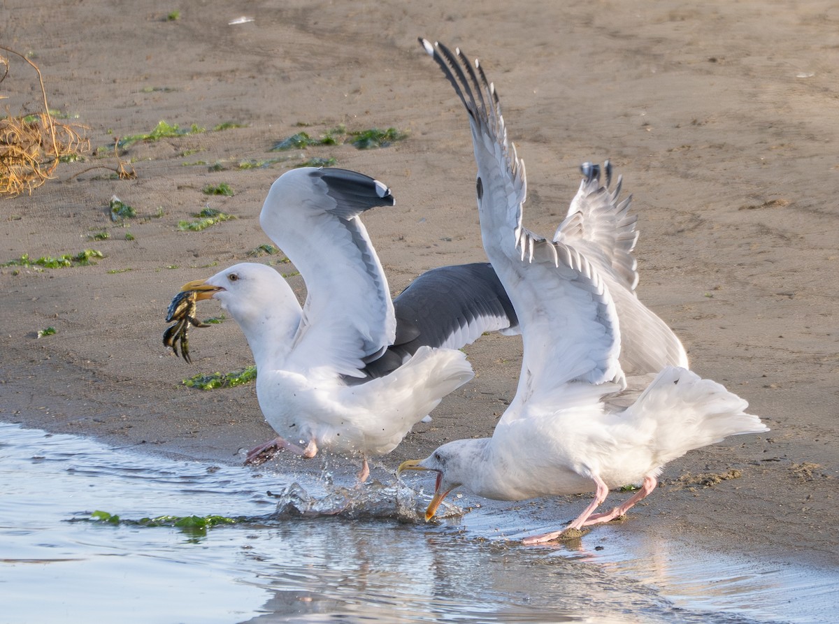 Western Gull - ML645880908