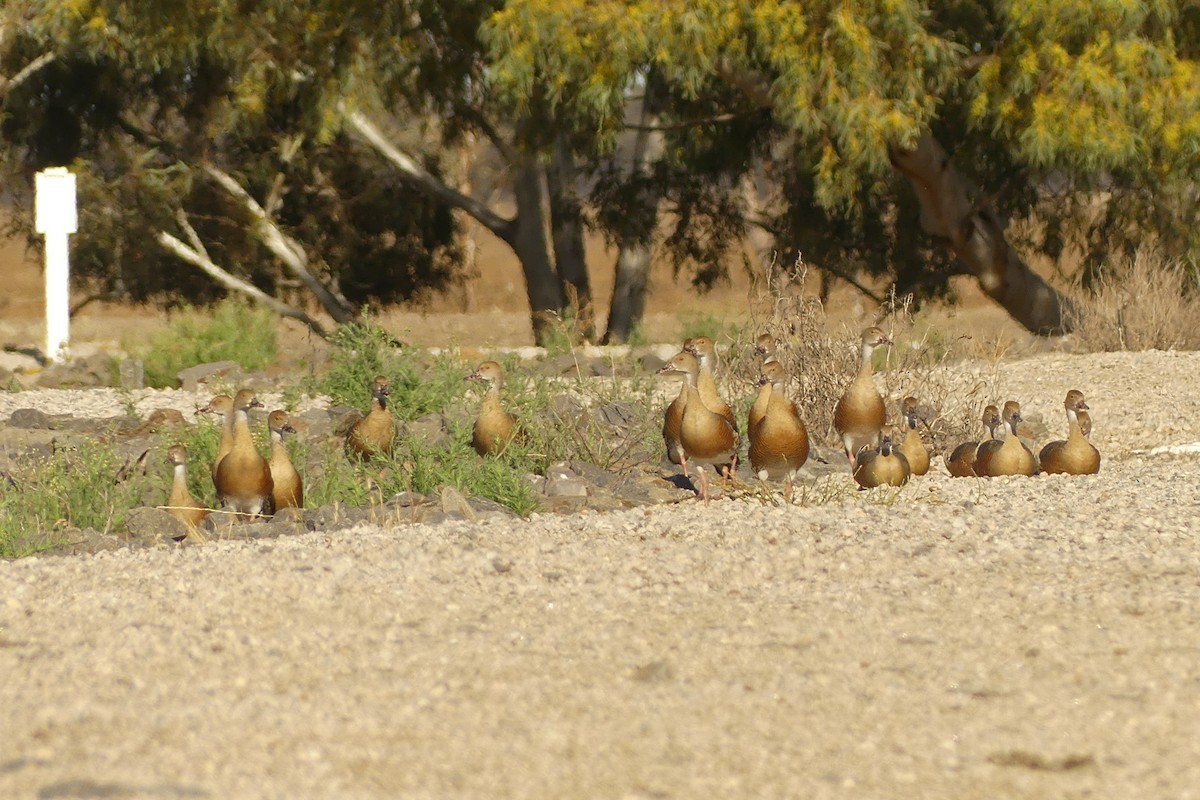 Plumed Whistling-Duck - ML645880910
