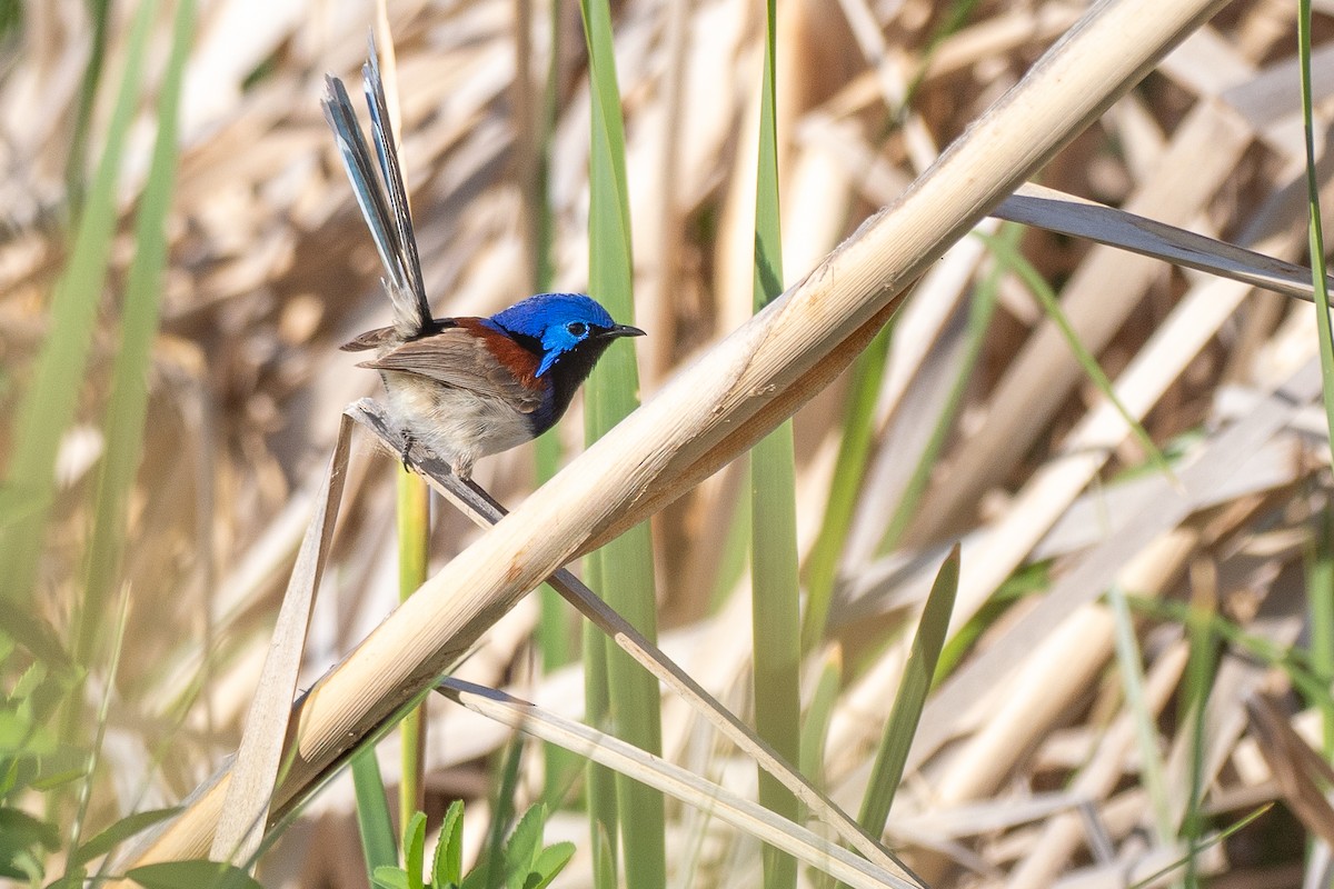 Purple-backed Fairywren (Purple-backed) - ML645880918