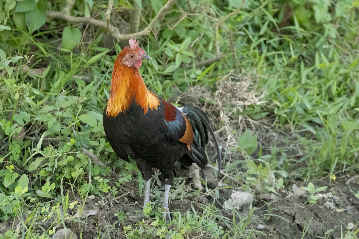 Red Junglefowl - ML645880926