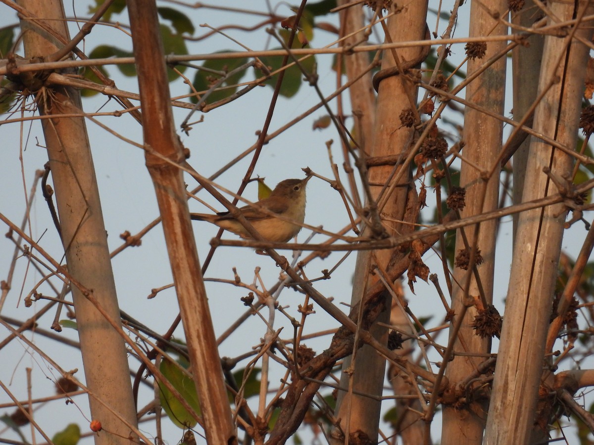 Booted/Sykes's Warbler - ML645880944