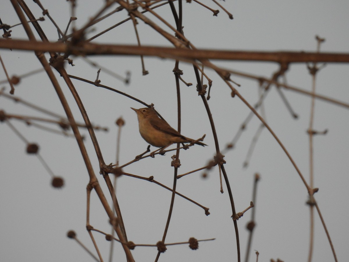 Booted/Sykes's Warbler - ML645880945