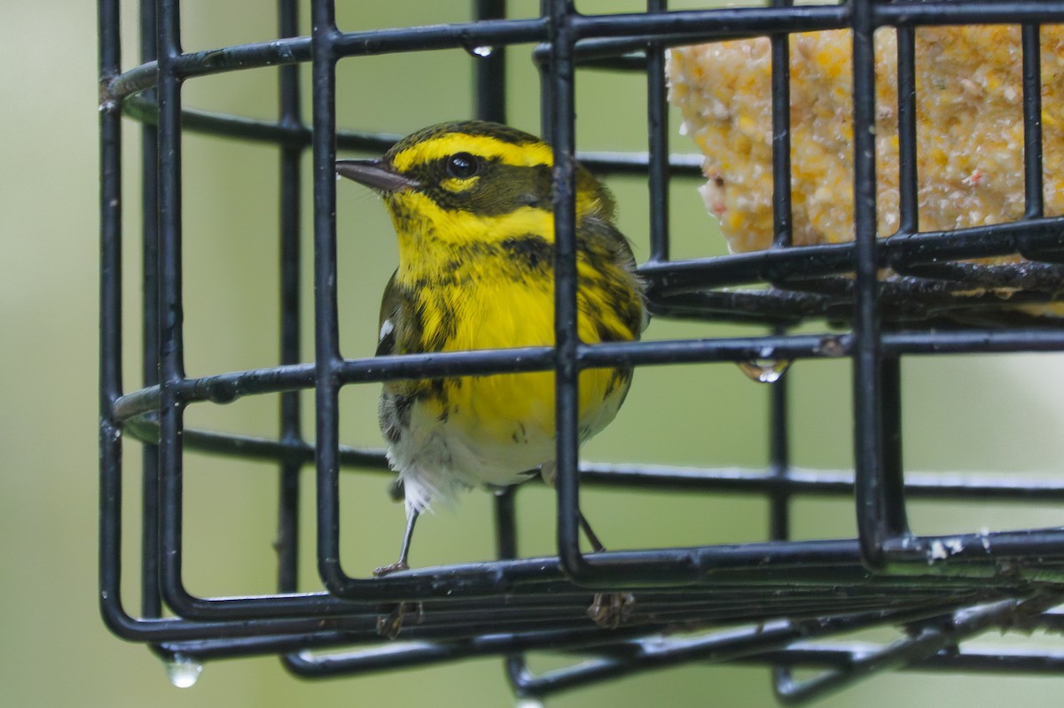 Townsend's Warbler - ML645880946