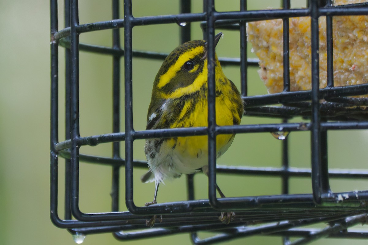 Townsend's Warbler - ML645880947